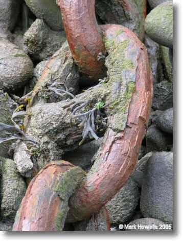 Rusty Chain